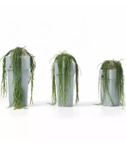 New LYXO CACHE-POT NOVA PL |