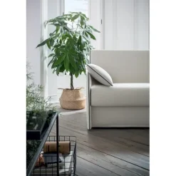 Outlet FELIS TRUMAN |